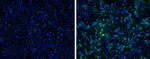 Japanese Encephalitis Virus NS1 (strain Jaoars982) Polyclonal Antibody