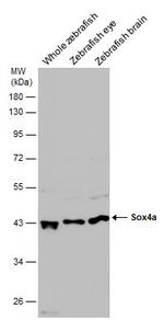 SOX4a Antibody in Western Blot (WB)