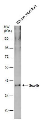 SOX4b Polyclonal Antibody