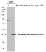 HPV Type 18 E2 Polyclonal Antibody