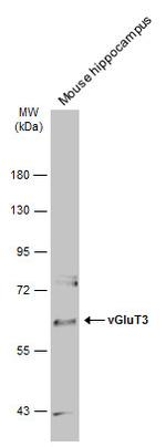 VGLUT3 Antibody in Western Blot (WB)