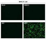 Zika Virus Capsid Polyclonal Antibody