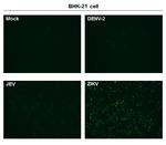 Zika Virus Capsid Antibody in Immunocytochemistry (ICC/IF)