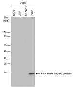 Zika Virus Capsid Antibody in Western Blot (WB)