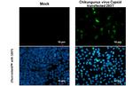 Chikungunya Virus Capsid Polyclonal Antibody