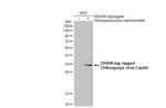 Chikungunya Virus Capsid Antibody in Western Blot (WB)