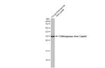Chikungunya Virus Capsid Antibody in Western Blot (WB)