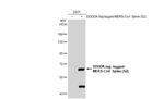 MERS Coronavirus Spike Protein S2 Polyclonal Antibody