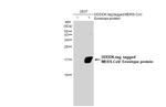 MERS Coronavirus Envelope Protein Antibody in Western Blot (WB)