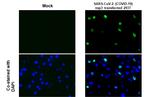 SARS-CoV-2 NSP3 (strain Wuhan-Hu-1) Antibody in Immunocytochemistry (ICC/IF)