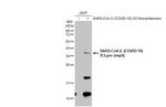 SARS-CoV-2 NSP5 Polyclonal Antibody