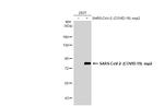 SARS-CoV-2 NSP2 Antibody in Western Blot (WB)