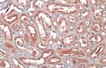SLC17A3 Antibody in Immunohistochemistry (Paraffin) (IHC (P))