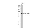 HLA-DQA1 Antibody in Western Blot (WB)