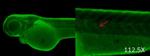 PPAR delta b Polyclonal Antibody