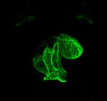 alpha-Cardiac Actin Antibody in Immunohistochemistry (PFA fixed) (IHC (PFA))