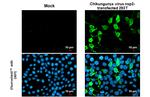 Chikungunya Virus NSP2 Antibody in Immunocytochemistry (ICC/IF)