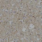 CNPase Antibody in Immunohistochemistry (Paraffin) (IHC (P))