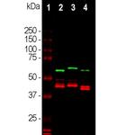 CNPase Antibody in Western Blot (WB)