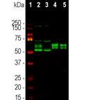 RBFOX2 Antibody in Western Blot (WB)