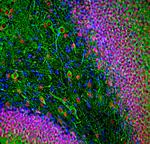 NeuN Antibody in Immunohistochemistry (PFA fixed) (IHC (PFA))