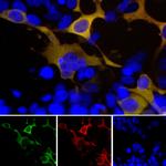 GFP Antibody in Immunocytochemistry (ICC/IF)