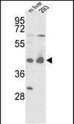 IDH1 Antibody in Western Blot (WB)