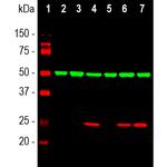 HSP27 Antibody in Western Blot (WB)