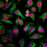 Ki-67 Antibody in Immunocytochemistry (ICC/IF)