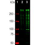 Ki-67 Antibody in Western Blot (WB)