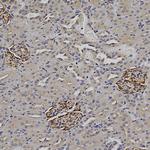 Nestin Antibody in Immunohistochemistry (Paraffin) (IHC (P))