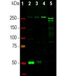 Nestin Antibody in Western Blot (WB)