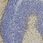 Parvalbumin Antibody in Immunohistochemistry (Paraffin) (IHC (P))