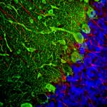 Parvalbumin Antibody in Immunohistochemistry (PFA fixed) (IHC (PFA))