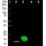 Parvalbumin Antibody in Western Blot (WB)