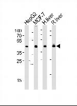 IDH1 Antibody in Western Blot (WB)