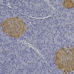 SCGN Polyclonal Antibody