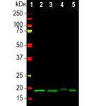 VSNL1 Antibody in Western Blot (WB)