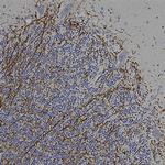 CNPase Polyclonal Antibody