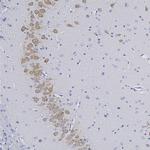 NeuN Polyclonal Antibody