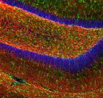 MBP Polyclonal Antibody