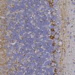 NF-H Polyclonal Antibody