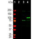 Cas12j Antibody in Western Blot (WB)