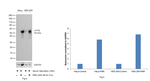 c-Fos Antibody