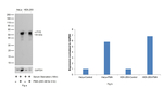 c-Fos Antibody in Western Blot (WB)