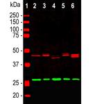 CNPase Antibody in Western Blot (WB)