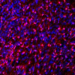 FABP7 Polyclonal Antibody