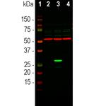 GFP Antibody in Western Blot (WB)