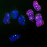 Ki-67 Antibody in Immunocytochemistry (ICC/IF)