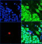 Ki-67 Antibody in Immunocytochemistry (ICC/IF)